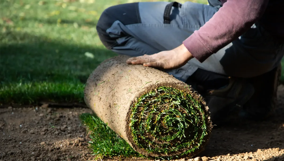 Person unrolling sod for installation on a lawn, illustrating sod installation services offered by Sorce Landscape Contracting LLC in Gibsonia, PA.
