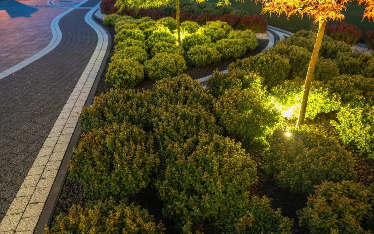Lush greenery and illuminated landscaping featuring neatly arranged shrubs and a decorative tree along a paver walkway, enhancing outdoor spaces in Cranberry Township, PA.